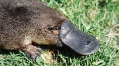 Niekedy ho je ťažké rozoznať. Zdanlivo milý živočích je v skutočnosti jedovatý