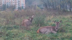 Sídlisko v Ružomberku okupujú jelenice. Veľké problémy s nimi majú aj poľnohospodári
