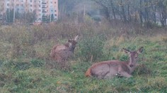 Sídlisko v Ružomberku okupujú jelenice. Veľké problémy s nimi majú aj poľnohospodári