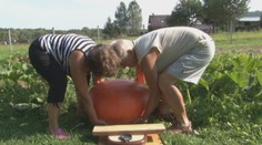 Manželia zo Stropkova vypestovali megatekvicu. Urobia z nej ananásový kompót