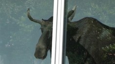 Videli ste už losa v budove? Na ľudí sa pozeral cez okno biznis centra