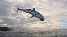 VIDEO: Žralok modrý predviedol rekordný skok. S korisťou sa vymrštil 5 metrov nad hladinu
