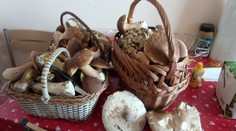 Hubári cez víkend nabehli do lesov: Takéto úlovky sa len tak často nevidia