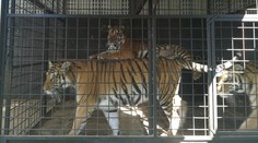 Opitá Vanesa (16) strčila ruku do klietky s tigrami, do cirkusu ju zobral brigádnik