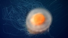 FOTO: Turisti na Malorke spozorovali v mori záhadného živočícha. Pripomína smažené vajíčko