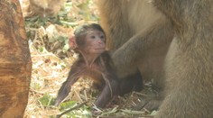 Je jedinou opicou, ktorá žije v Európe. V košickej ZOO sa podarilo priviesť na svet mláďa vzácneho primáta