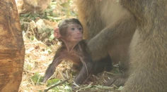 Je jedinou opicou, ktorá žije v Európe. V košickej ZOO sa podarilo priviesť na svet mláďa vzácneho primáta