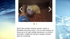 Len 15-ročný chalan si spravil biznis. Zneužíval na to zvieratá