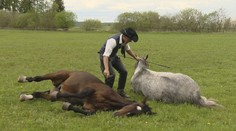 S koňmi komunikuje rečou tela a oni ho počúvajú na slovo