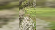 VIDEO: Ľudia by mali byť na pozore. V ďalších dvoch obciach videli medveďa, jeden sa túlal pri rodinných domoch