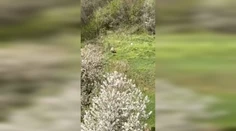 VIDEO: Ľudia by mali byť na pozore. V ďalších dvoch obciach videli medveďa, jeden sa túlal pri rodinných domoch