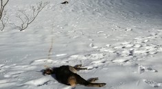 Ochranári už vedia, koľko kamzíkov uhynulo