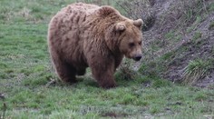 Na juhu sa nečakane objavil medveď: Jedného muža vraj naháňal, miestnych už prepadol strach