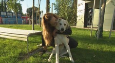 Psíkom poskytuje dočasný domov. Najťažšie je lúčenie, hovorí opatrovníčka Simona