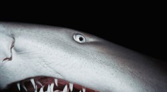 Pátranie po zmiznutej turistke sa skončilo tragicky. Jej pozostatky objavili v tele žraloka