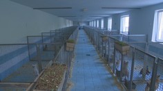 V stanici na juhu Slovenska skončili stovky psov. Ak ich chcú útulky zachrániť, musia štátu zaplatiť