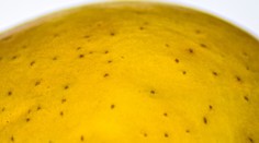 Kvíz: Spoznáte, čo je na obrázku? Na čerstvé suroviny sme sa pozreli poriadne zblízka