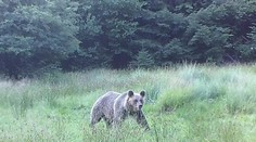 Zásahový tím usmrtil v noci pri Starých Horách problémovú medvedicu