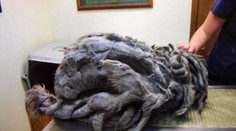 Uhádnete, aké zviera je na obrázku?