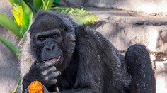 Gorily v kalifornskej zoo mali pozitívny test na koronavírus