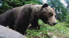 Košickí policajti varujú pred medveďom, ktorý sa pohybuje v okolí krajského mesta