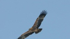 V Diakovciach niekto otrávil orla kráľovského