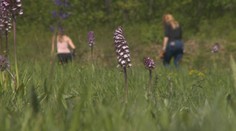 Takýto poklad máme na Slovensku. Ukážeme vám unikátne miesto, kde rastú divé orchidey