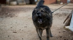 Schválené! Psa už nebudete môcť držať na dvore na reťazi či šnúre