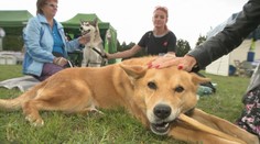 Záujem o adopciu psíkov rastie. Nový domov našli niektorí aj na sobotnej charitatívnej akcii