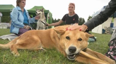 Záujem o adopciu psíkov rastie. Nový domov našli niektorí aj na sobotnej charitatívnej akcii