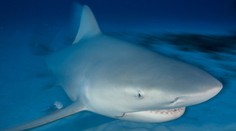 Panika v turistickom raji Slovákov: V zálive sa objavil žralok, plával medzi loďkami