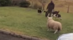 Netradičná zvieracá rodinka: Ovca si myslí, že je pes