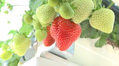 Pestovatelia jahôd majú za sebou náročnú sezónu. Hlásia nižšiu kvalitu plodov aj menšie tržby