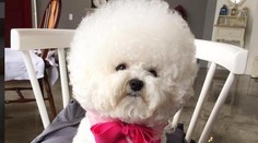 Načesaný bišónik vás svojou rozkošnosťou dostane