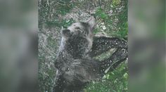 Pod taktovkou Štátnej ochrany prírody mali za 17 dní na Slovensku zastreliť 16 medveďov