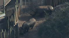 Dráma v zoo: Iba dvojročné dievčatko sa ocitlo vo výbehu s nosorožcami