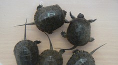 Ak nájdete korytnačku močiarnu, nemali by ste ňou manipulovať. Na Slovensku je ohrozeným druhom