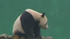 Pozrite sa, aké prekvapenie pripravili malej pande na narodeniny