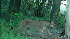 Pri hraniciach s Českom sa pohybuje puma. Šelmu zaznamenali fotopasce