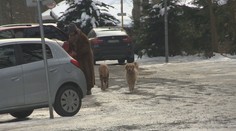 Teploty idú pod mínus 20 °C. Slovákov rozdelil posyp chodníkov, dôvodom je „agresívna soľ“