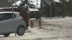 Teploty idú pod mínus 20 °C. Slovákov rozdelil posyp chodníkov, dôvodom je „agresívna soľ“