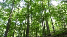 UNESCO rozšírilo územie bukových pralesov na východe Slovenska na zozname svetového dedičstva