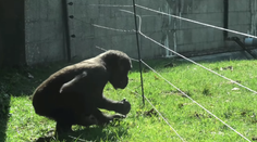 Nová atrakcia v holandskej ZOO: Šikovná gorila našla spôsob, ako prekonať elektrický plot