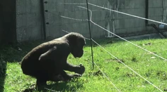 Nová atrakcia v holandskej ZOO: Šikovná gorila našla spôsob, ako prekonať elektrický plot