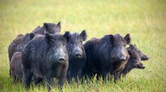 Desivý prípad: Stádo prasiat odtiahlo chlapca (†4) na skládku, tam ho jedlo zaživa