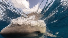 VIDEO: Muž ako zázrakom prežil útok žraloka. Jeho boj s predátorom zachytila kamera