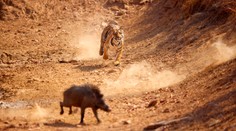 VIDEO: Tiger s diviakom skončili v dedinskej studni. Naháňačka mala nečakaný koniec