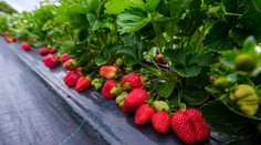 Už dozrievajú. Na Záhorí začali so zberom jahôd, dozrievanie plodov však môžu ohroziť mrazy