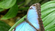 Zázračný motýľ v Košiciach. Na koho si sadne, ten bude zdravý