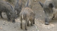 Diviaky zaplavili viaceré časti Košíc. Podľa odborníka premnožené nie sú